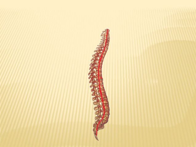 vertebral column and spinal cord